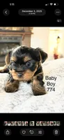 Baby Boy 774, a male Yorkshire Terrier for sale in Bells, TX – Photo 5 of 8
