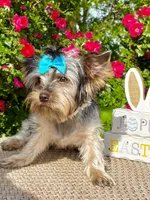 Baby Boy 774, a male Yorkshire Terrier for sale in Bells, TX – 2 of 7