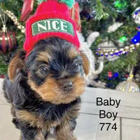 Baby Boy 774, a male Yorkshire Terrier for sale in Bells, TX – Photo 8 of 9