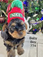 Baby Boy 774, a male Yorkshire Terrier for sale in Bells, TX – Photo 7 of 8
