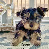 Baby Boy 774, a male Yorkshire Terrier for sale in Bells, TX – Photo 4 of 9