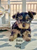 Baby Boy 774, a male Yorkshire Terrier for sale in Bells, TX – Photo 3 of 8