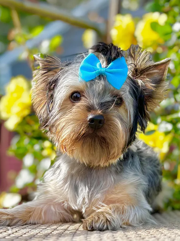 Baby Boy 774 – Yorkshire Terrier puppy for sale in Bells, TX