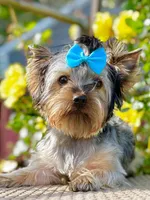 Baby Boy 774, a male Yorkshire Terrier for sale in Bells, TX – 1 of 7