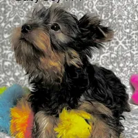 Baby Boy 774, a male Yorkshire Terrier for sale in Bells, TX – Photo 3 of 9