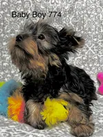 Baby Boy 774, a male Yorkshire Terrier for sale in Bells, TX – Photo 2 of 8