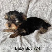 Baby Boy 774, a male Yorkshire Terrier for sale in Bells, TX – Photo 5 of 9