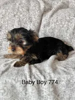 Baby Boy 774, a male Yorkshire Terrier for sale in Bells, TX – Photo 4 of 8