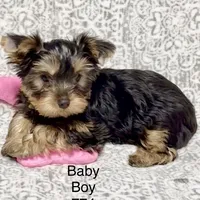 Baby Boy 774, a male Yorkshire Terrier for sale in Bells, TX – Photo 2 of 9