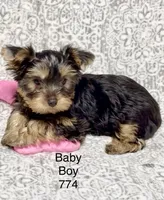 Baby Boy 774, a male Yorkshire Terrier for sale in Bells, TX – Photo 1 of 8