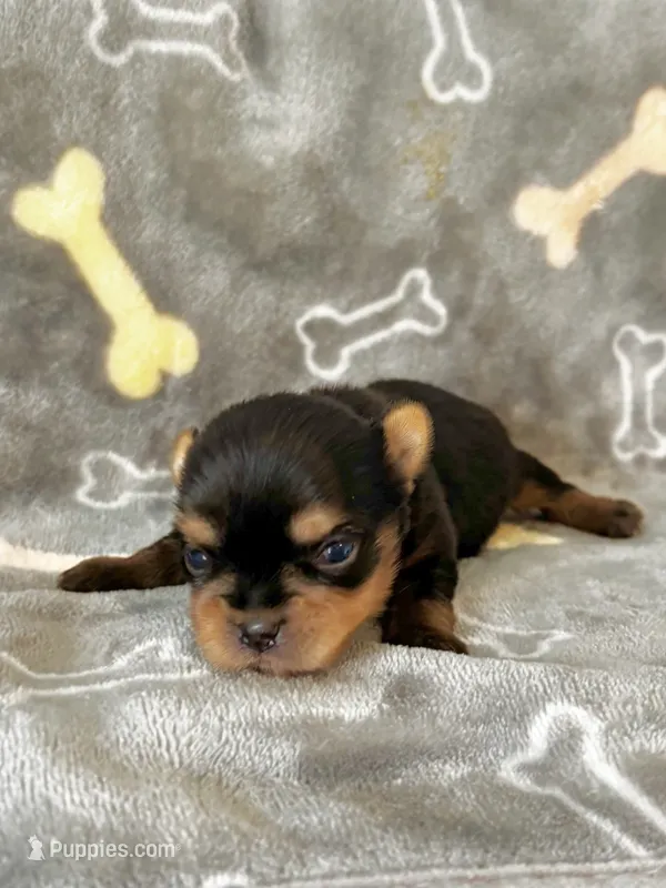 Tea Cup Girl – Yorkshire Terrier puppy for sale in Bells, TX