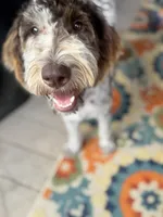 Hazel, a female Labradoodle for sale in Lexington, NC – 2 of 10