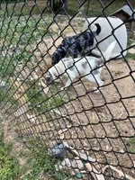 Hazel, a female Labradoodle for sale in Lexington, NC – 10 of 10