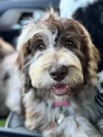 Hazel, a female Labradoodle for sale in Lexington, NC – 9 of 10