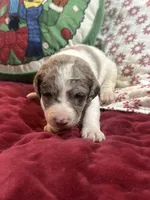 Wood 2 pending, a female Labradoodle for sale in Lexington, NC – Photo 1 of 6