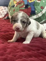 Wood 2 pending, a female Labradoodle for sale in Lexington, NC – Photo 5 of 6