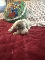 Wood 2 pending, a female Labradoodle for sale in Lexington, NC – Photo 4 of 6