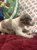 Wood 2 pending, a female Labradoodle for sale in Lexington, NC – Photo 3 of 6