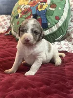 Wood 2 pending, a female Labradoodle for sale in Lexington, NC – Photo 6 of 6