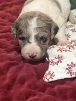 Wood 2 pending, a female Labradoodle for sale in Lexington, NC – Photo 2 of 6