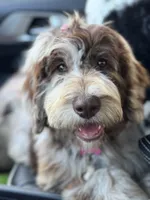 Hazel, a female Labradoodle for sale in Lexington, NC – 3 of 10