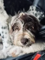 Hazel, a female Labradoodle for sale in Lexington, NC – 5 of 10