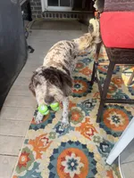 Hazel, a female Labradoodle for sale in Lexington, NC – 8 of 10