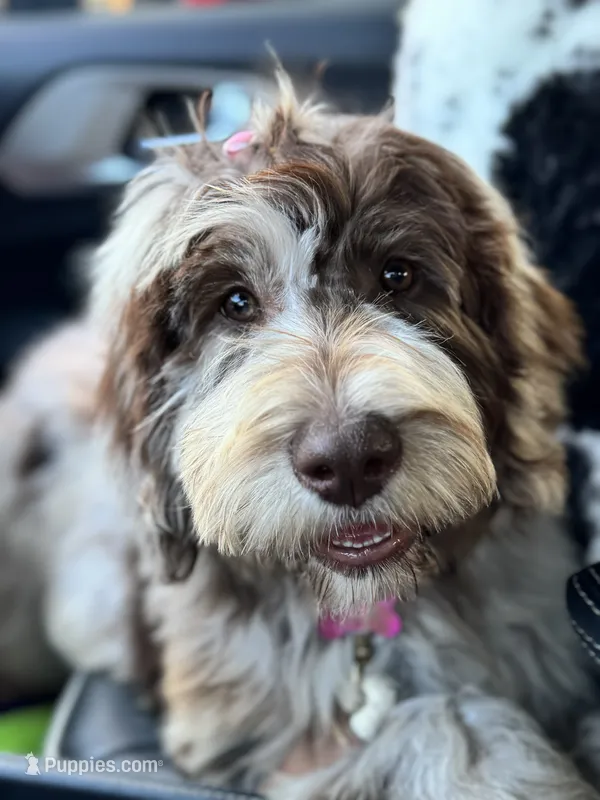 Hazel – Labradoodle puppy for sale in Lexington, NC