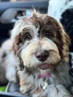 Hazel, a female Labradoodle for sale in Lexington, NC – 1 of 10