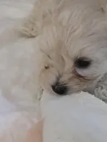 Dorito, a female Maltipoo and Morkie for sale in Coolidge, AZ – Photo 4 of 4