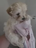 Dorito, a female Maltipoo and Morkie for sale in Coolidge, AZ – Photo 3 of 4