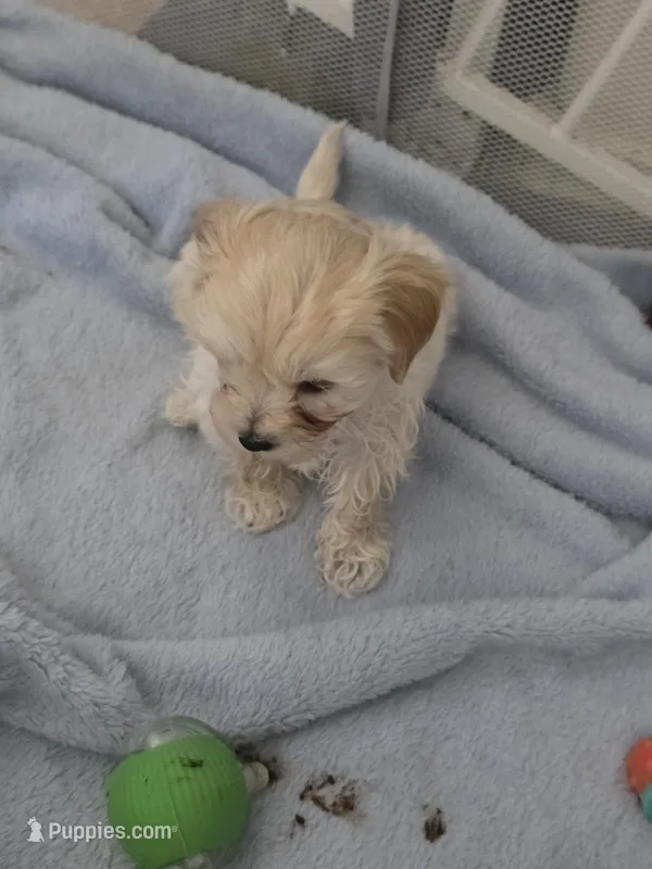 Dorito – Maltipoo, Morkie puppy for sale in Coolidge, AZ