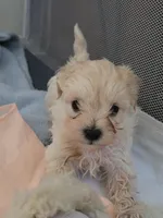 Dorito, a female Maltipoo and Morkie for sale in Coolidge, AZ – Photo 2 of 4