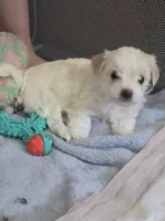 Honey, a female Maltipoo and Morkie for sale in Coolidge, AZ – Photo 1 of 2