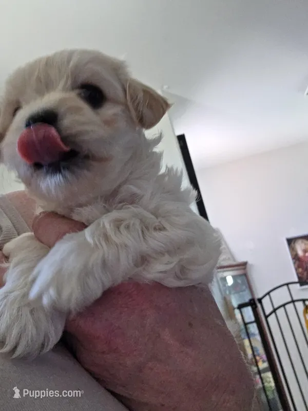 Bubba – Maltipoo, Morkie puppy for sale in Coolidge, AZ