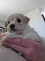 Bubba, a female Maltipoo and Morkie for sale in Coolidge, AZ – Photo 2 of 3