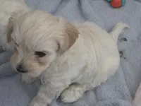 Bubba, a female Maltipoo and Morkie for sale in Coolidge, AZ – Photo 3 of 3