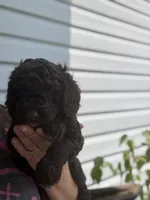 Honey Bun, a female Poodle - Miniature  for sale in Jacksonville, FL – 5 of 7