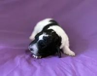 Little debbie, a female Poodle - Miniature  for sale in Jacksonville, FL – 2 of 5