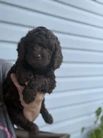 Eclaire, a female Poodle - Miniature  for sale in Jacksonville, FL – 1 of 6