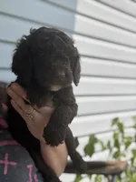 Honey Bun, a female Poodle - Miniature  for sale in Jacksonville, FL – 6 of 7