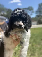 Little Debbie *Reduced, a female Poodle - Miniature  for sale in Jacksonville, FL – 7 of 9