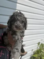 Zinger, a male Poodle - Miniature  for sale in Jacksonville, FL – 4 of 7
