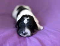 Little debbie, a female Poodle - Miniature  for sale in Jacksonville, FL – 4 of 5