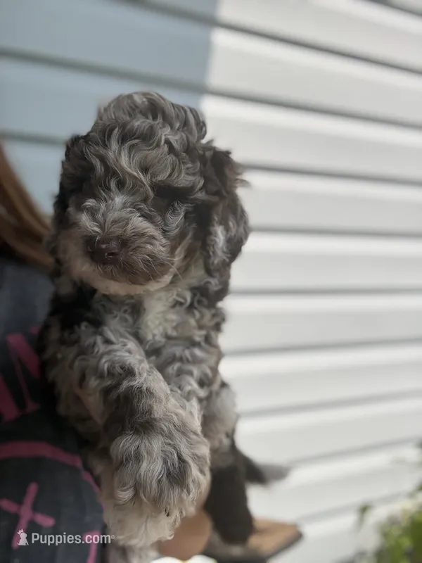 Zinger – Poodle - Miniature  puppy for sale in Jacksonville, FL