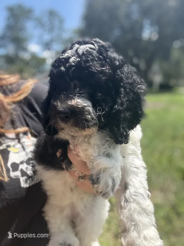 Little debbie – Poodle - Miniature  puppy for sale in Jacksonville, FL