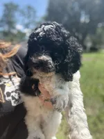 Little Debbie *Reduced, a female Poodle - Miniature  for sale in Jacksonville, FL – 1 of 9