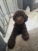 Eclaire-Reserved, a female Poodle - Miniature  for sale in Jacksonville, FL – 9 of 10
