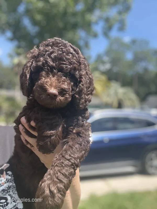 Eclaire – Poodle - Miniature  puppy for sale in Jacksonville, FL