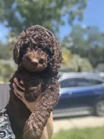 Eclaire-Reserved, a female Poodle - Miniature  for sale in Jacksonville, FL – 1 of 10